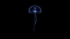 Blue jelly-fish swimming in dark ocean. Ultra HD stock video Blue jelly-fish swimming in dark ocean. Ultra HD stock video