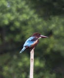 Kingfisher on a stick by the lake