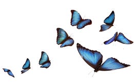 Blue morpho butterflies stock images Blue morpho butterflies stock images