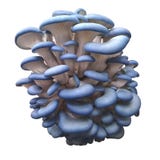 blue-oyster-mushrooms-oyster-mushrooms-g