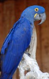 Blue Parrot Stock Photography Blue Parrot Stock Photography