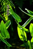 Blue pickerel weed stock photography Blue pickerel weed stock photography