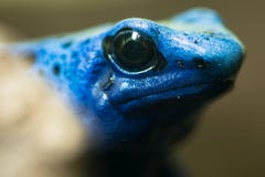 Blue poison dart frog (Dendrobates tinctorius azureus). royalty free stock image Blue poison dart frog (Dendrobates tinctorius azureus). royalty free stock image