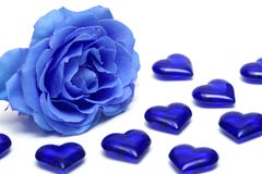 Blue rose with hearts