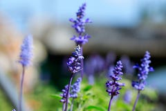 Blue Salvia flower in the garden stock images Blue Salvia flower in the garden stock images