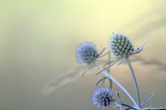 Blue Sea Holly Stock Images Blue Sea Holly Stock Images