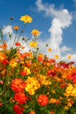 Blue Skies, White Clouds And Brilliant Wildflowers Royalty Free Stock Photos