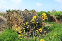 Blooming coleseed and bales of hay in the park in spring. stock photo Blooming coleseed and bales of hay in the park in spring. stock photo