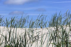 Wild grasses grow on sandy dunes Royalty Free Stock Images Wild grasses grow on sandy dunes Royalty Free Stock Images