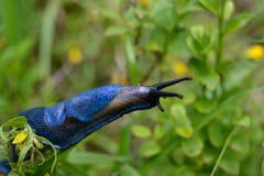 Blue snail in the Carpathians stock photo Blue snail in the Carpathians stock photo
