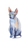 Blue Sphynx Cat with green eyes sitting and attentive looking. W royalty free illustration Blue Sphynx Cat with green eyes sitting and attentive looking. W royalty free illustration