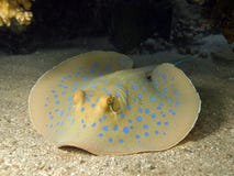 Blue Spotted Stingray Royalty Free Stock Image Blue Spotted Stingray Royalty Free Stock Image