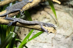 Blue Spotted Tree Monitor Varanus macraei is beautifully colored blue Royalty Free Stock Photo Blue Spotted Tree Monitor Varanus macraei is beautifully colored blue Royalty Free Stock Photo