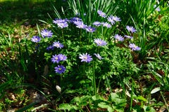 Blue spring flowers stock image Blue spring flowers stock image