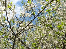 Blue spring sky shines through the branches of beautiful flowering white tsyetov trees stock photo Blue spring sky shines through the branches of beautiful flowering white tsyetov trees stock photo