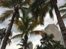 Blue sunny skies and views of a modern skyscraper building in downtown Miami through palm trees stock images Blue sunny skies and views of a modern skyscraper building in downtown Miami through palm trees stock images