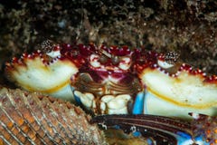 blue swimming crab and shell