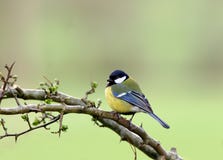 Free Blue Tit Royalty Free Stock Photos - 457698
