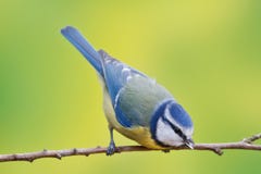 Free Blue Tit, Parus Caeruleus Royalty Free Stock Photo - 31390785
