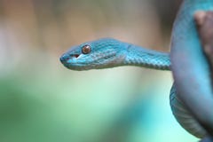 Blue Viper On Branch, Snake, Reptile Royalty Free Stock Images