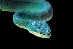 Blue Viper Snake Closeup Face, Head Of Viper Snake Royalty Free Stock Image