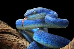 Blue Viper Snake Closeup Face, Head Of Viper Snake Royalty Free Stock Photography