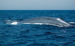 Blue Whale stock photos Blue Whale stock photos