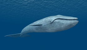 Blue Whale Stock Photography