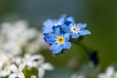 Blue and white forget me not flowers on a colorful background with bokeh