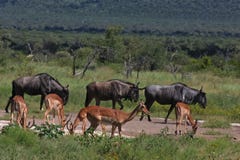 Blue Wildebeest And Impalas Stock Photos