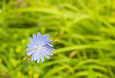 Blue wildflower Common chicory or Cichorium intybus in field Stock Image Blue wildflower Common chicory or Cichorium intybus in field Stock Image