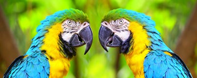 The blue and yellow macaw birds Stock Photos The blue and yellow macaw birds Stock Photos