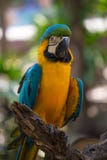 Blue and Yellow Macaw with blur background royalty free stock photos Blue and Yellow Macaw with blur background royalty free stock photos