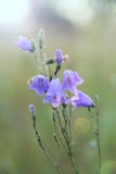 Bluebells in drops of water after rain. Flowers of campanula. Wildflowers during rain