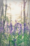 Bluebells r na angielskiej las podłoga zdjęcia royalty free Bluebells r na angielskiej las podłoga zdjęcia royalty free