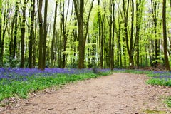 Bluebells r na angielskiej las podłoga zdjęcia stock Bluebells r na angielskiej las podłoga zdjęcia stock