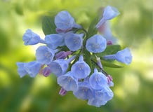 bluebells Βιρτζίνια στοκ εικόνα με δικαίωμα ελεύθερης χρήσης bluebells Βιρτζίνια στοκ εικόνα με δικαίωμα ελεύθερης χρήσης