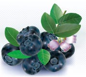 Group Bog Whortleberry Blueberries Stock Photo Group Bog Whortleberry Blueberries Stock Photo