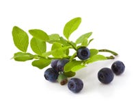 Blueberry stock photography Blueberry stock photography