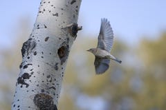 Bluebird flying back to the nest