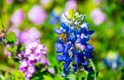 Bluebonnet Остина при пчела меда собирая цветень на яркий день времени весны в центральном Техасе стоковое изображение rf Bluebonnet Остина при пчела меда собирая цветень на яркий день времени весны в центральном Техасе стоковое изображение rf