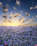 Bluebonnets In The Texas Hill Country Royalty Free Stock Photo Bluebonnets In The Texas Hill Country Royalty Free Stock Photo