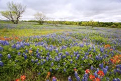 Bluebonnets perto de Ennis, Texas foto de stock royalty free Bluebonnets perto de Ennis, Texas foto de stock royalty free