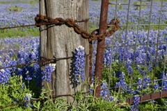 bluebonnets φραγή σκουριασμένη bluebonnets φραγή σκουριασμένη
