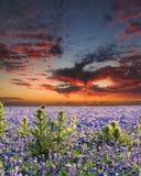 bluebonnets λόφος Τέξας χωρών στοκ εικόνα bluebonnets λόφος Τέξας χωρών στοκ εικόνα