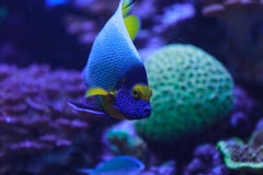 Bluefacedzeeëngel, Pomacanthus xanthometopon stock foto's Bluefacedzeeëngel, Pomacanthus xanthometopon stock foto's
