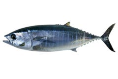 Bluefin tuna isolated on white Thunnus thynnus