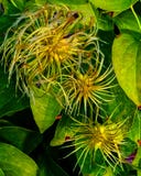 Blume stockbilder Blume stockbilder