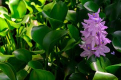 Blume des Wasser-Hyazinthenbaums lizenzfreies stockbild Blume des Wasser-Hyazinthenbaums lizenzfreies stockbild