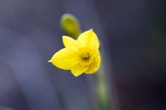 Blume mit Makro lizenzfreies stockfoto Blume mit Makro lizenzfreies stockfoto